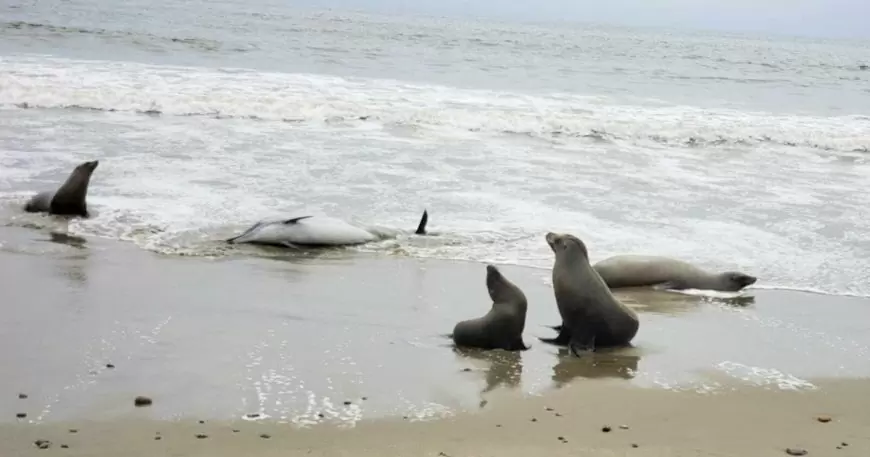 Hundreds of sea lions and dolphins are turning up dead on California coast